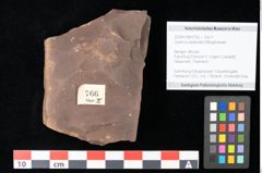 Foto (Objekt + Etikett) von Quercus palaeoilex Ettingshausen (NHMW-GEO-2024-0188-0766)